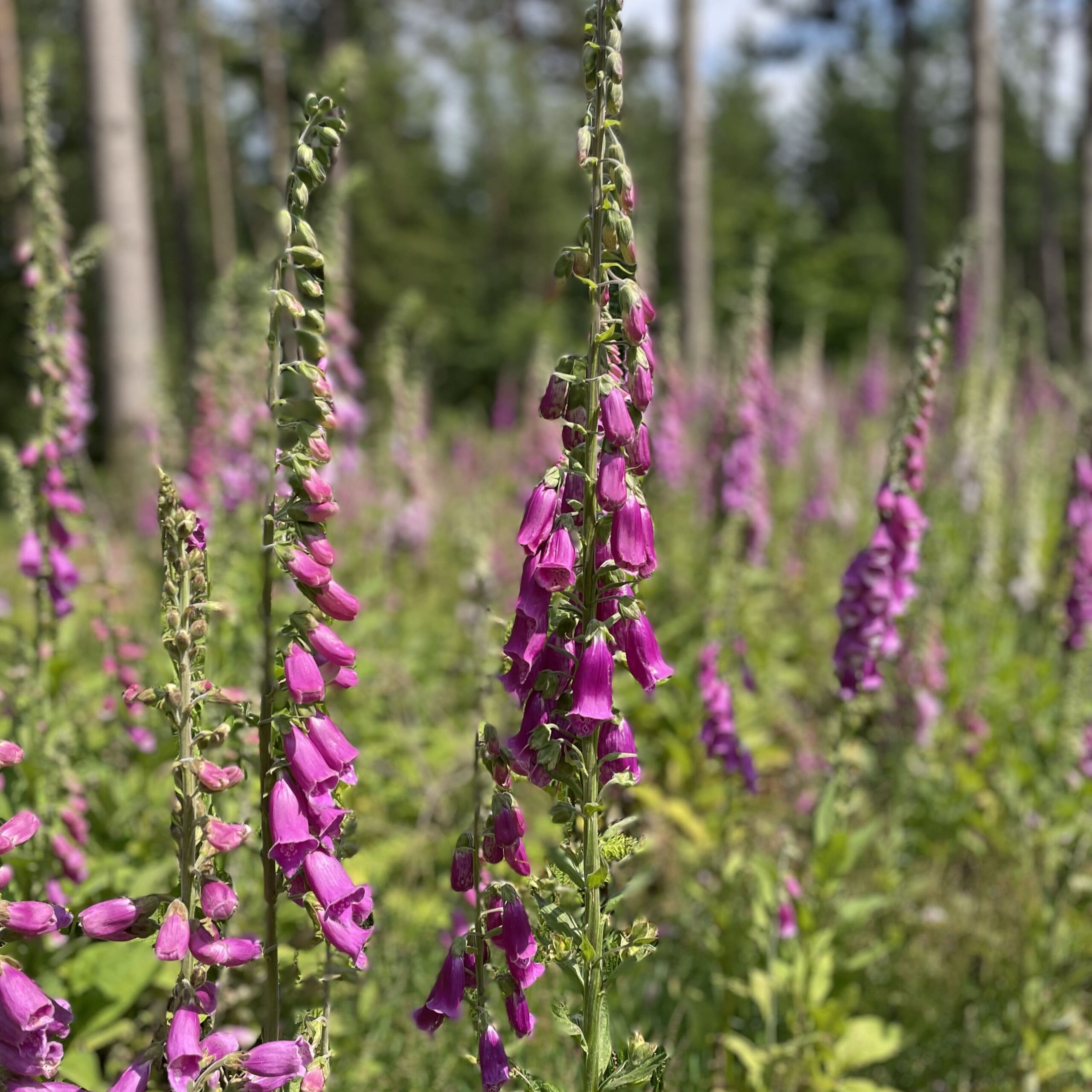 IMG 2910 Klein A Scaled